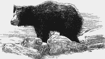 Sloth Bear, Yala National Park