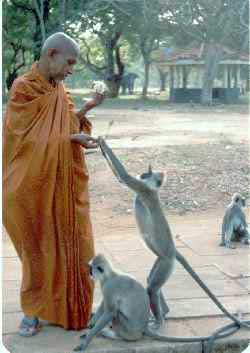 Monk and monkeys border=1